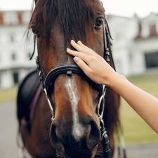 Equine-Themed Slot Games: Celebrating Horses in Casino Gaming