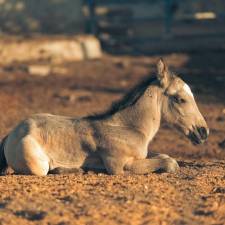Five Tips About Dummy Foals