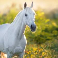 Respiratory Challenges in Horses, Part 1: Equine Influenza