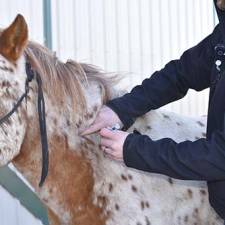 Help Nix the Culex Mosquito that Transmits 3 of 5 Core Equine Diseases 