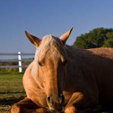 Equine Guelph Declares February Colic Prevention Education Month 