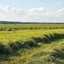 What's In Your Hay?