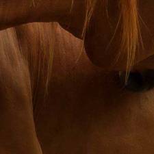 Colic in Horses, Explained