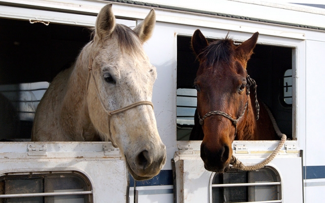 Equine Info Exchange Horse Trailer