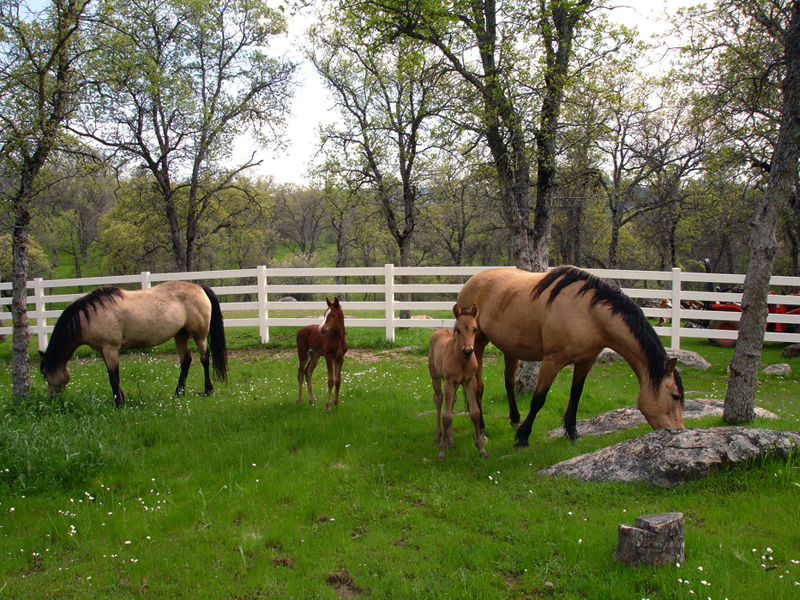 Equine Info Exchange - Horse Fencing